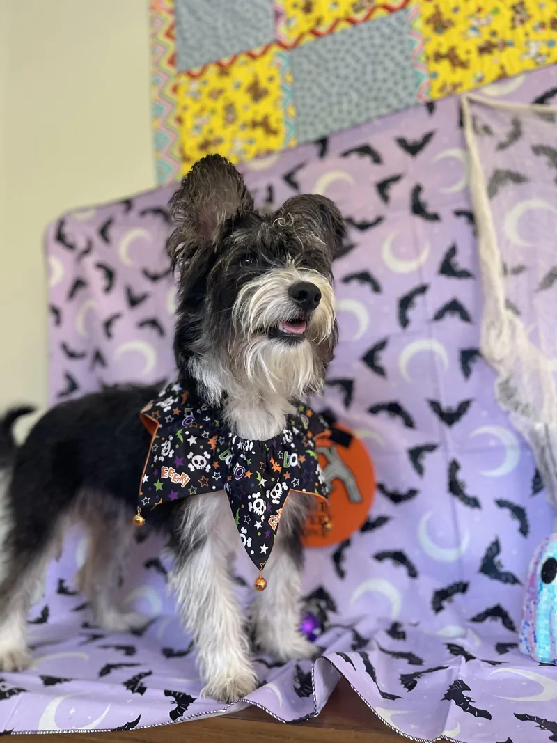 A baby small-sized male Miniature Schnauzer dog named Dior for adoption in Sebring, FL