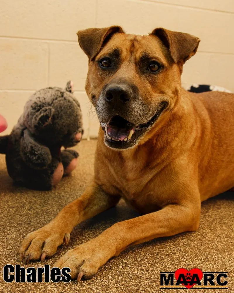 An adult large-sized male Mountain Cur dog named Charles for adoption in Maryville, TN