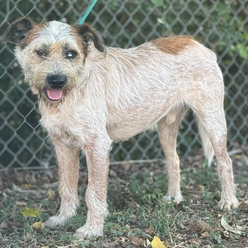 A young medium-sized male Red / Chestnut / Orange Australian Cattle Dog / Blue Heeler dog named Hank for adoption in Madisonville, TX