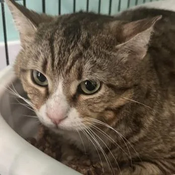 An adult medium-sized male Brown / Chocolate Domestic Short Hair cat named Francis for adoption in Washington, DC