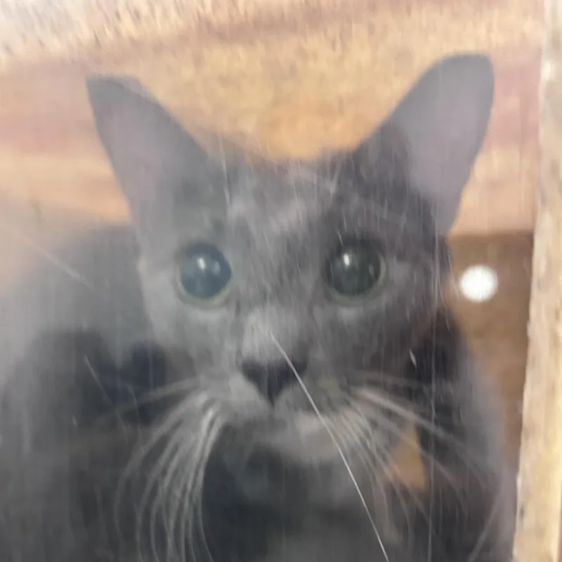 An adult medium-sized female Gray / Blue / Silver Domestic Short Hair cat named Pearlina for adoption in Philadelphia, PA