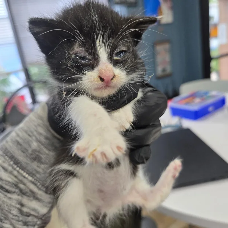 A baby small-sized female Domestic Short Hair cat named Gabby for adoption in Newark, NJ