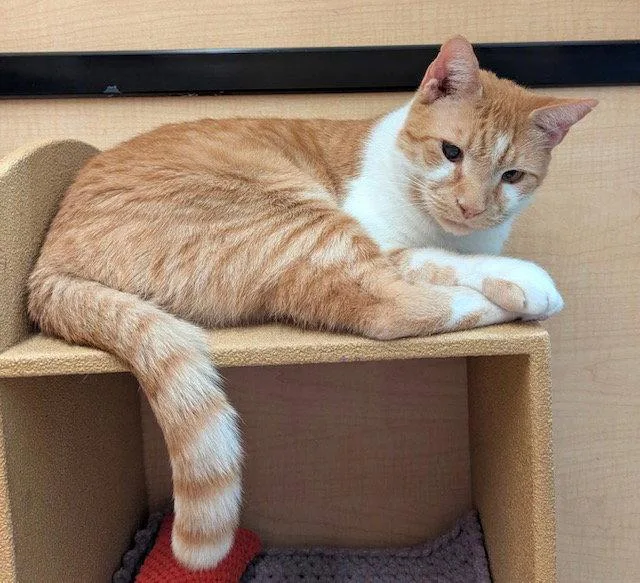 A young medium-sized male Tabby cat named Russelldc for adoption in Greenville, DE