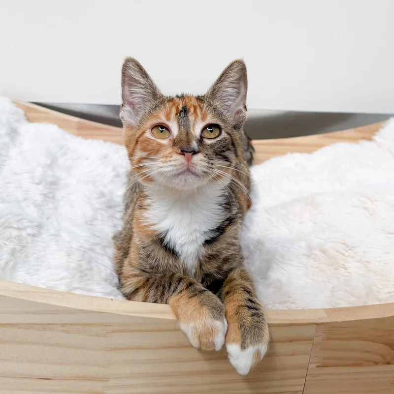 A young medium-sized female Domestic Short Hair cat named Marigold for adoption in New Orleans, LA