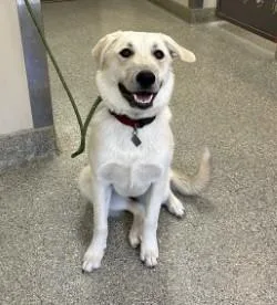 An adult large-sized female Anatolian Shepherd dog named Ruby for adoption in Kansas City, MO