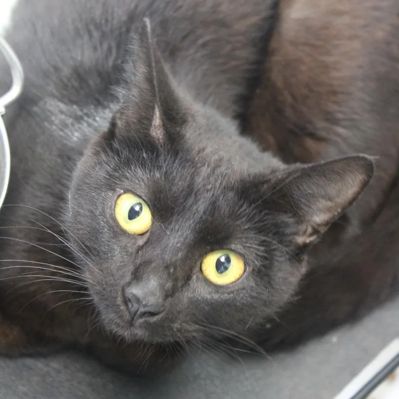 An adult medium-sized female Black Domestic Short Hair cat named Jersey for adoption in Cleveland, MS