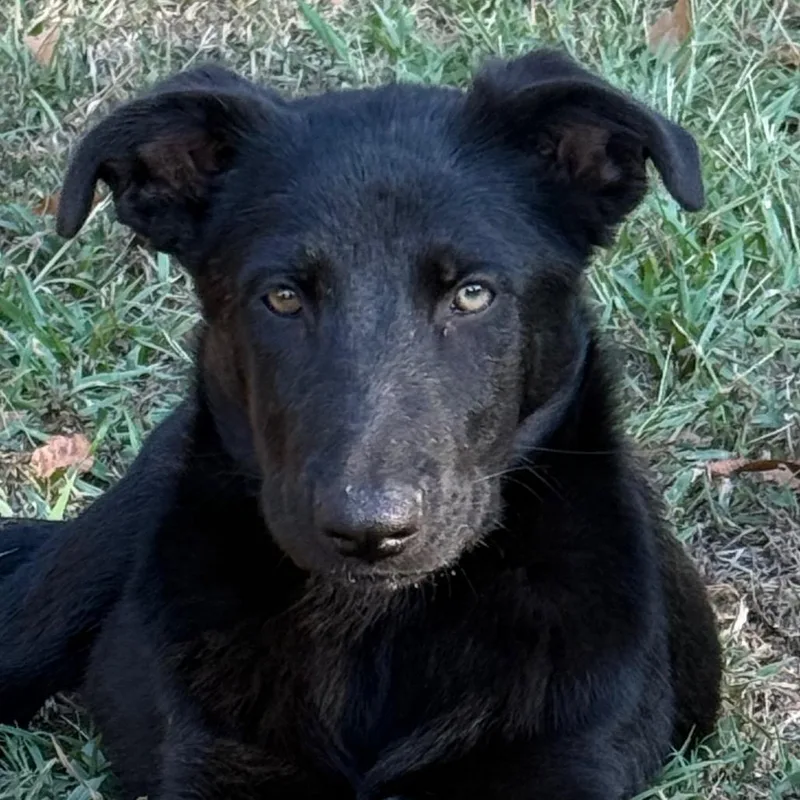 A young medium-sized male German Shepherd Dog dog named Neptune for adoption in Jacksonville, AR