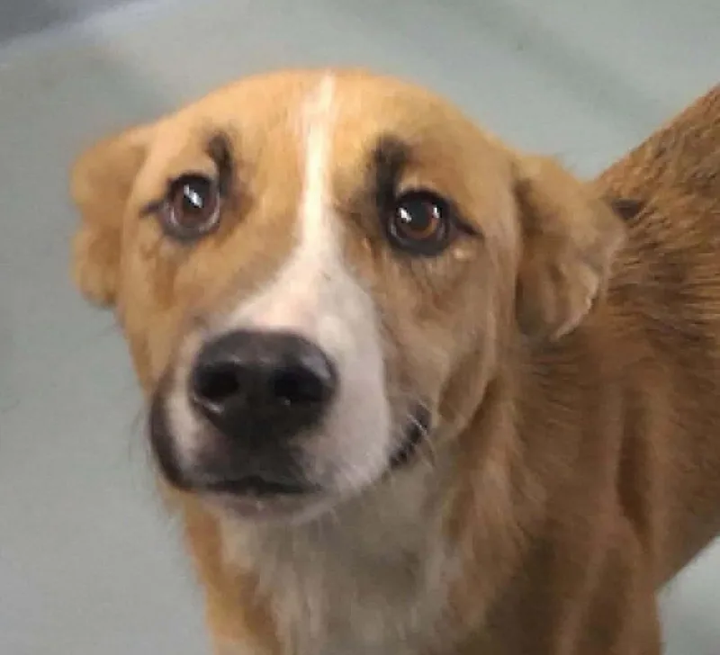 A young medium-sized male Husky dog named Amina for adoption in Cumming, GA