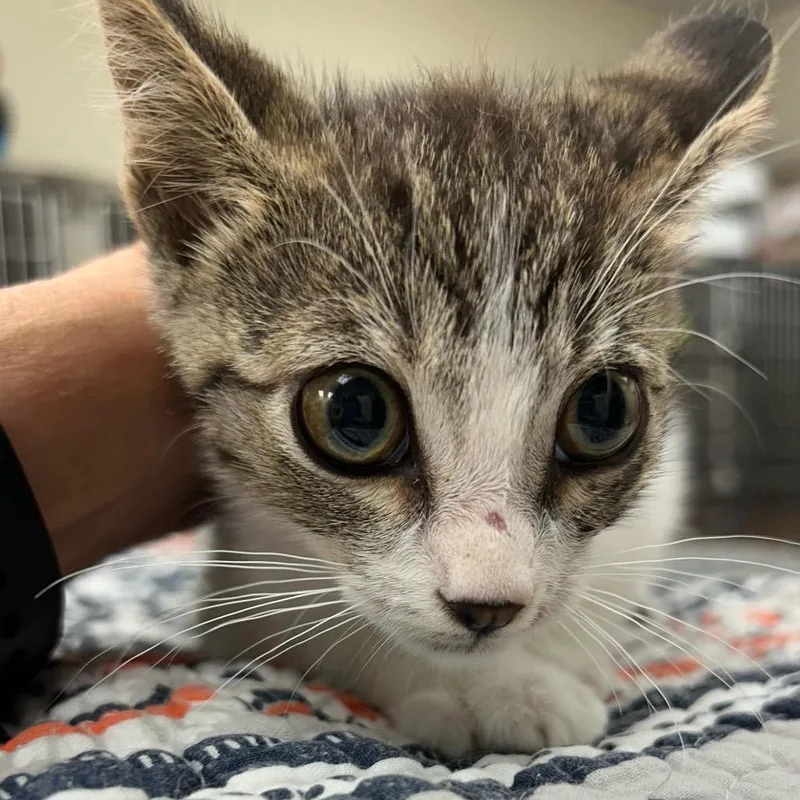 A baby small-sized male Gray / Blue / Silver Domestic Short Hair cat named Cricket for adoption in Bastrop, TX