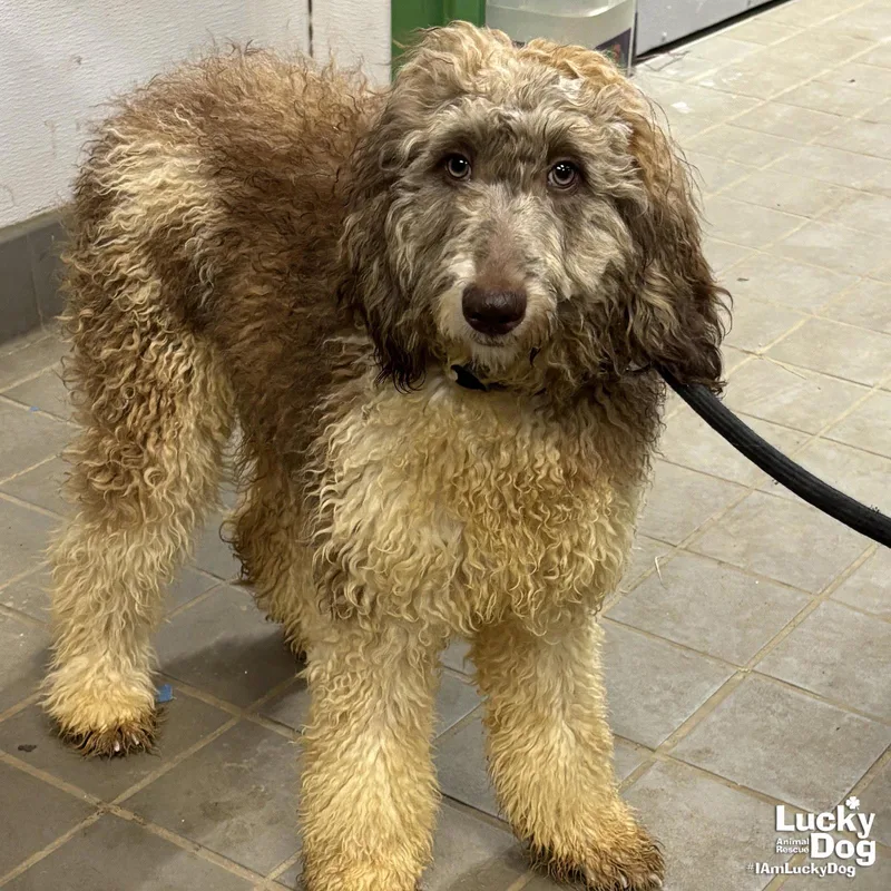 A young medium-sized male Poodle dog named Turk for adoption in Washington, DC