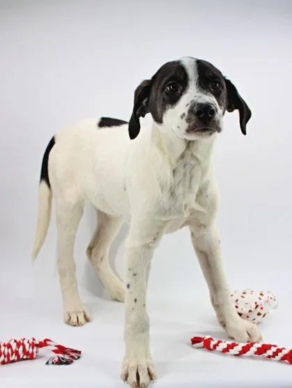 An adult large-sized male Saint Bernard dog named Snoopy for adoption in Morton Grove, IL