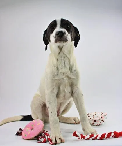 Snoopy thumbnail 2