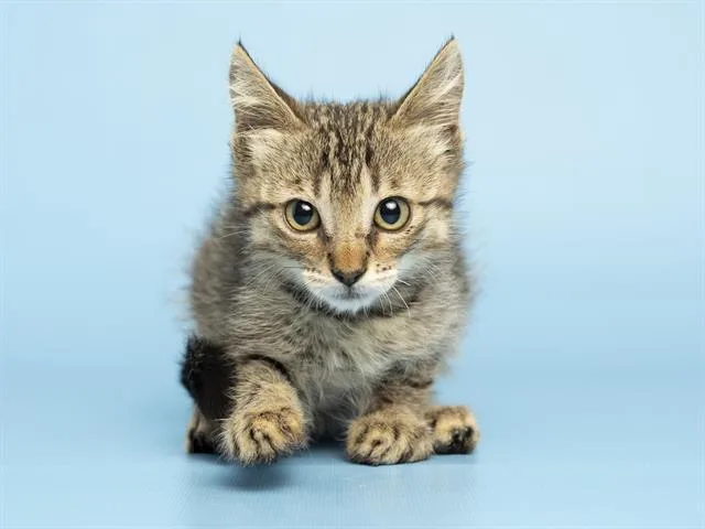 A baby small-sized male Domestic Short Hair cat named Thomas for adoption in Phoenix, AZ