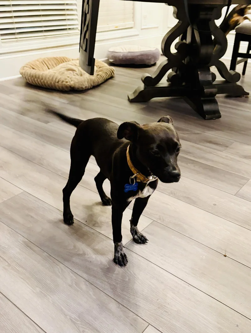 A young small-sized female Chihuahua dog named Emilie Ann for adoption in Alpharetta, GA