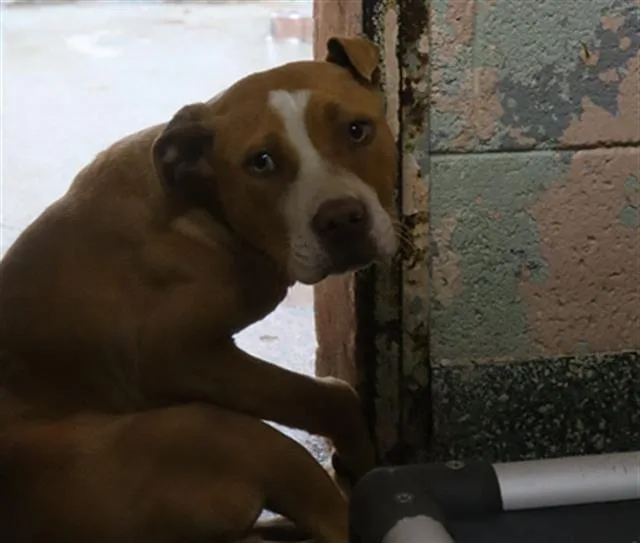 A young medium-sized male Mixed Breed dog named Buckwheat for adoption in Columbia, SC