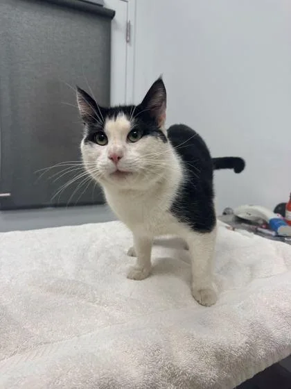 An adult large-sized male Black Domestic Short Hair cat named Infinite Jest for adoption in Kansas City, MO