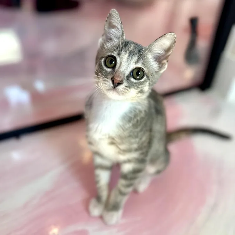 A baby small-sized female Domestic Short Hair cat named Darla for adoption in Forest Park, IL