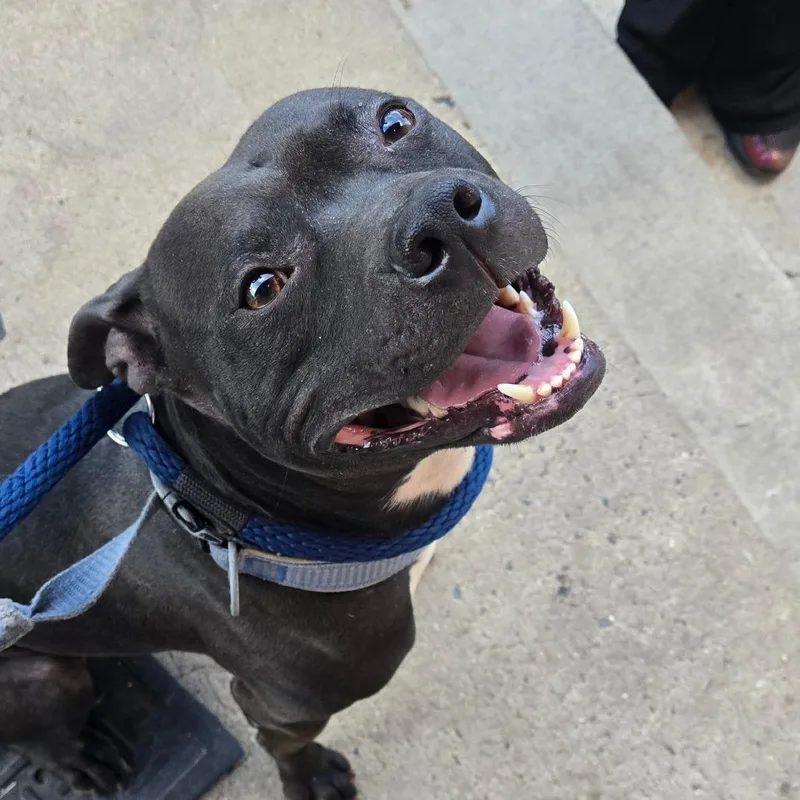 An adult medium-sized male Black Pit Bull Terrier dog named Mikey Wood for adoption in Philadelphia, PA