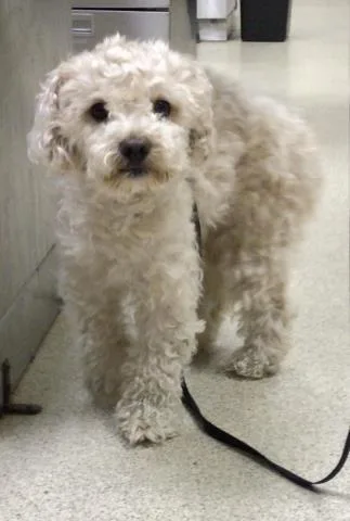 A young small-sized male Maltese dog named Curly for adoption in Riverside, CA