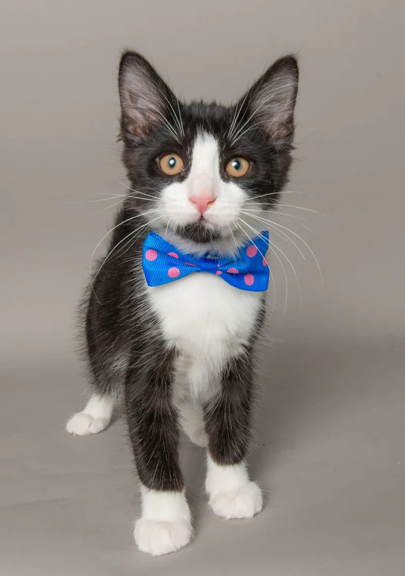 A young medium-sized male Black & White / Tuxedo Domestic Short Hair cat named Eddie for adoption in Wyandotte, MI
