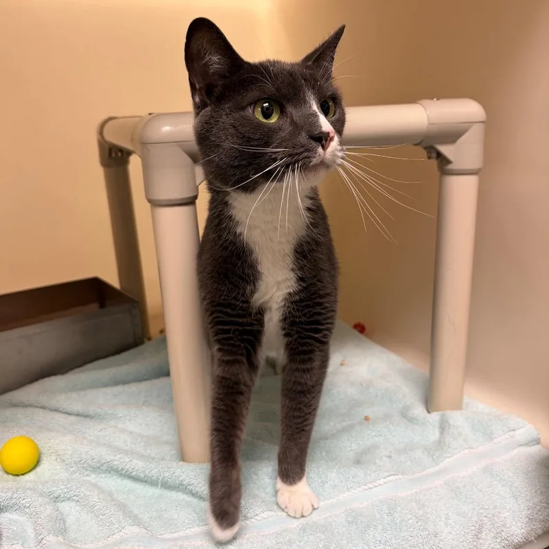 An adult medium-sized male Gray / Blue / Silver Domestic Short Hair cat named Squirt for adoption in Harrisonburg, VA