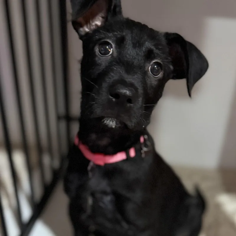 Daisy