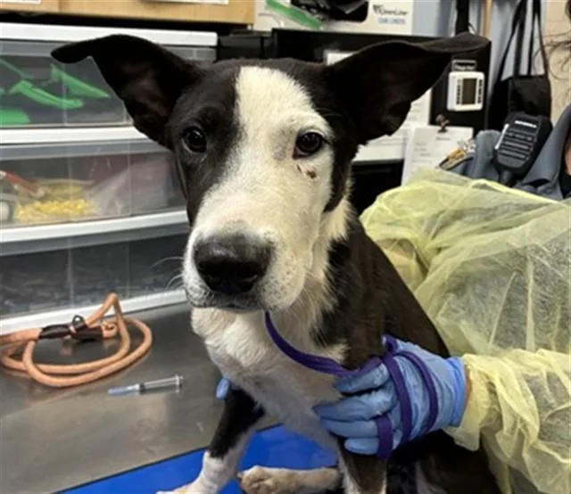 A young large-sized male Border Collie dog named Tucan for adoption in Phoenix, AZ