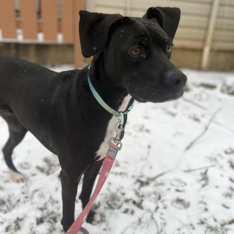 An adult medium-sized female Black Mixed Breed dog named Winnie for adoption in Winston-Salem, NC