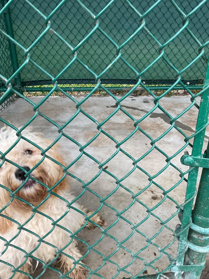 A young medium-sized female Poodle dog named Krystal for adoption in Edison, NJ