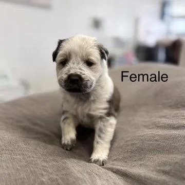 A baby medium-sized female White / Cream Australian Shepherd dog named Cookie Dough for adoption in Phoenix, AZ