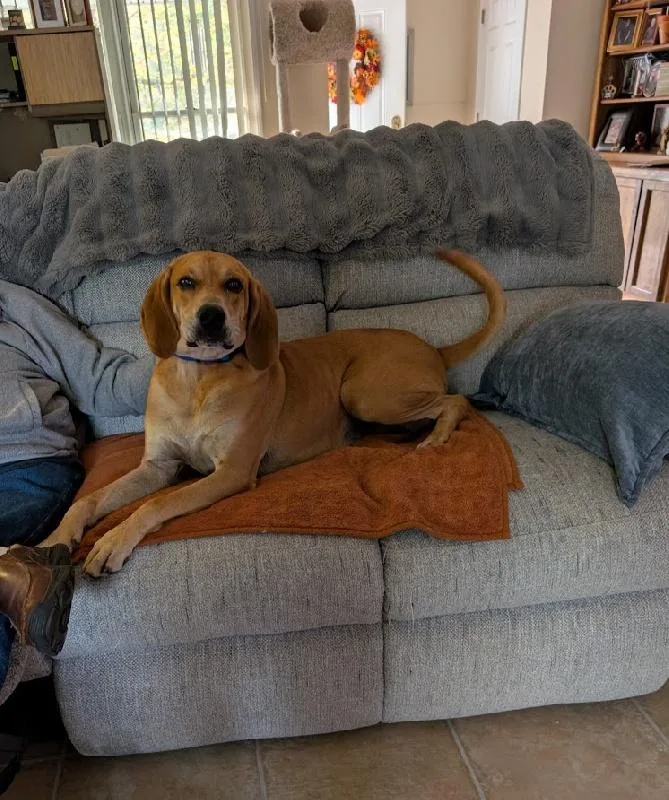 An adult large-sized male Bloodhound dog named Loki for adoption in Aurora, IL