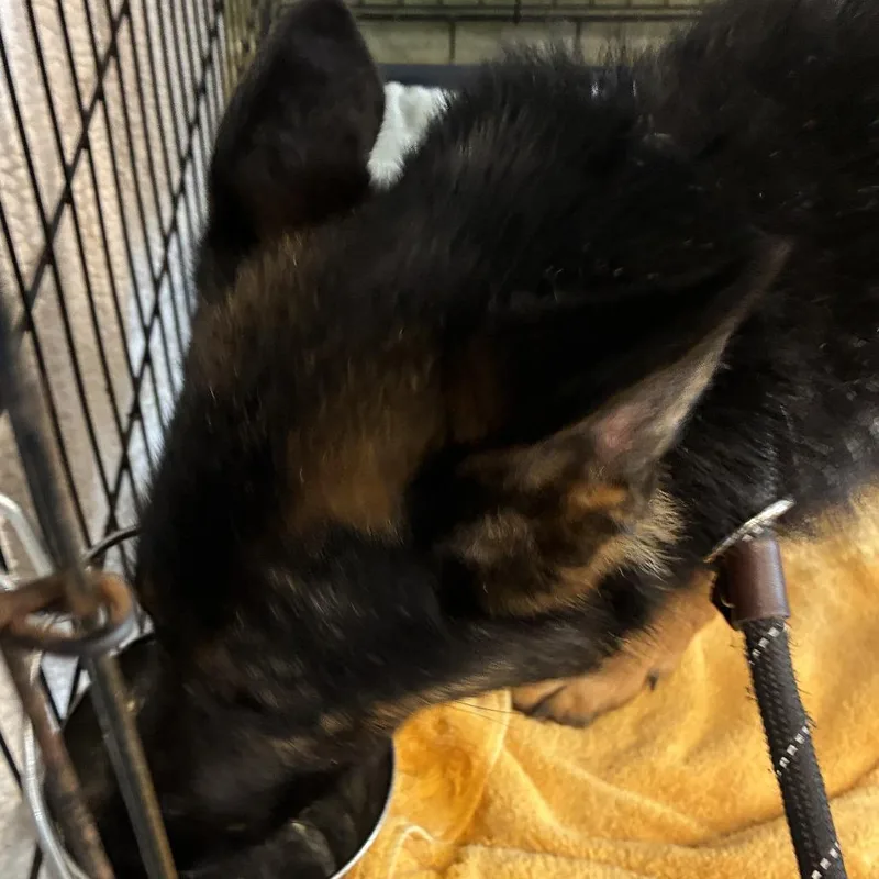 A young medium-sized female Black German Shepherd Dog dog named 72242 for adoption in Harrisonburg, VA