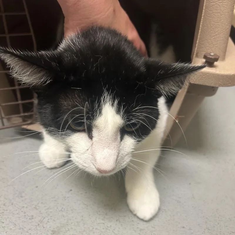 An adult large-sized male Black Domestic Short Hair cat named Junior for adoption in Charlottesville, VA