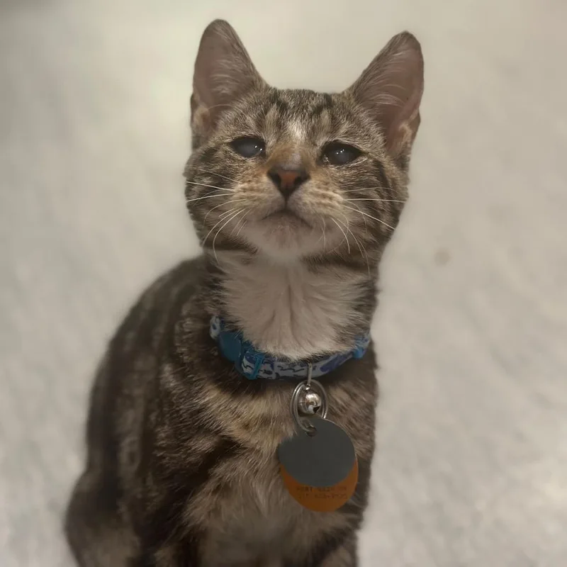 A young small-sized male Domestic Short Hair cat named H Honeycomb for adoption in Port Washington, NY