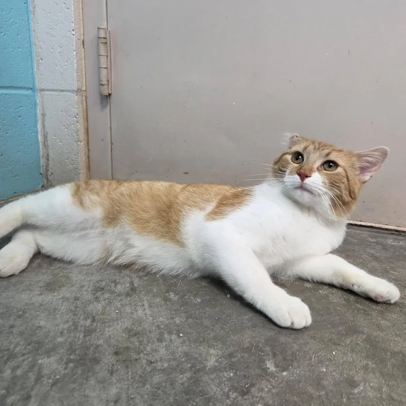 An adult medium-sized male Orange & White Domestic Short Hair cat named Edison for adoption in Chilton, WI