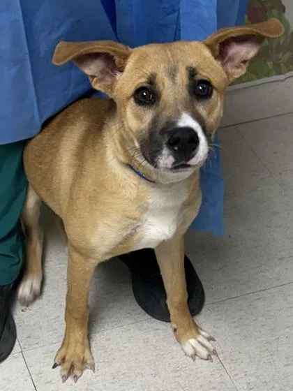 An adult medium-sized male Labrador Retriever dog named Mitch for adoption in San Antonio, TX