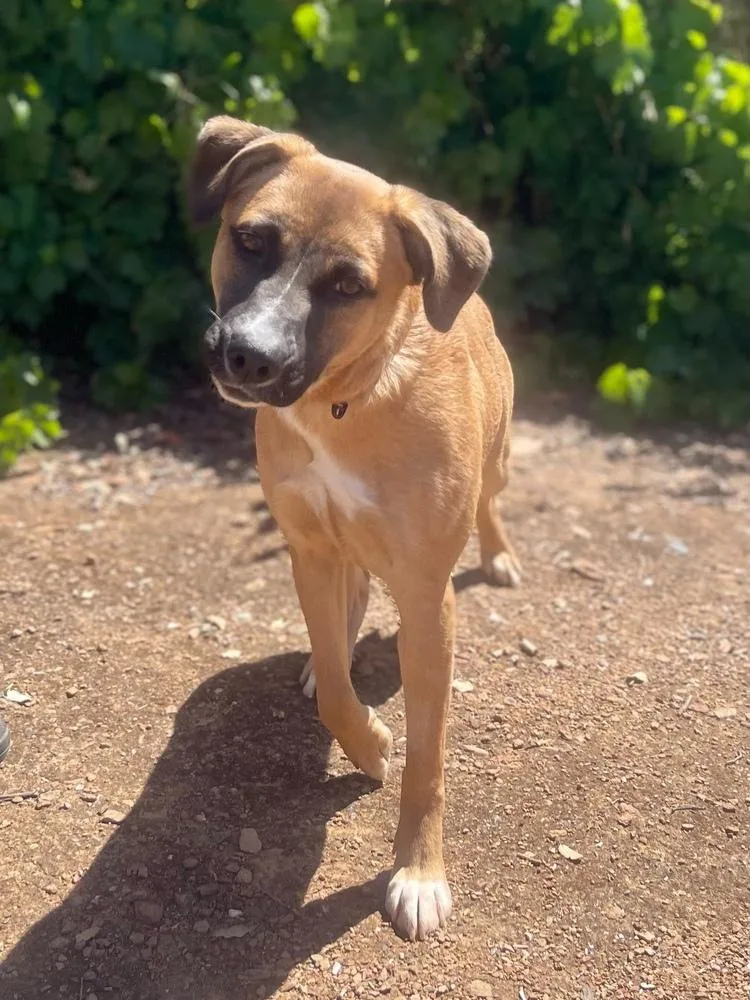 A young medium-sized female Tricolor (Brown, Black, & White) German Shepherd Dog dog named Razzle for adoption in Jamestown, CA