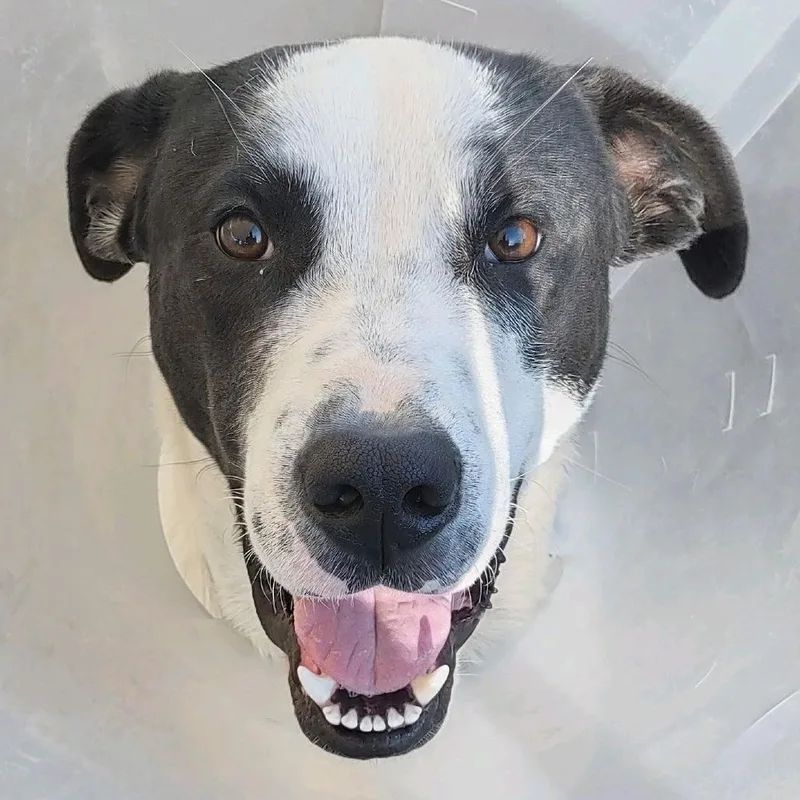 An adult large-sized male Black Mixed Breed dog named Patch for adoption in Columbia Station, OH