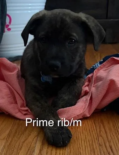 A baby medium-sized male Labrador Retriever dog named Prime Rib for adoption in Hillside, IL