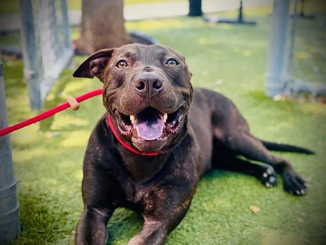 A young large-sized male Pit Bull Terrier dog named Boone for adoption in Orlando, FL