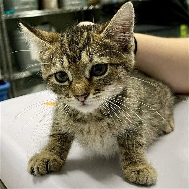 A baby small-sized female Brown / Chocolate Domestic Short Hair cat named Fiddler Crab for adoption in Tavares, FL