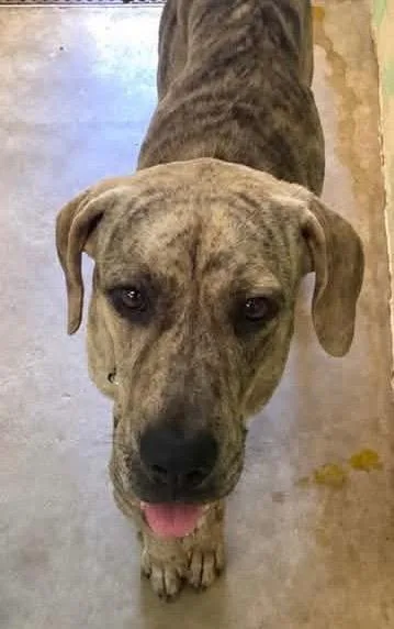 An adult large-sized male Hound dog named Fredrick for adoption in Beebe, AR