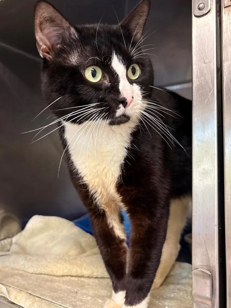An adult medium-sized male Domestic Short Hair cat named Robert for adoption in Fall River, MA