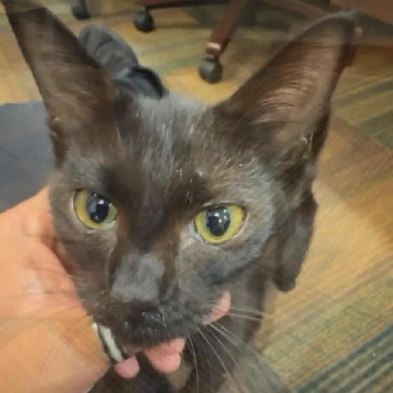 A baby small-sized female Black Domestic Short Hair cat named Scrabble for adoption in Wichita, KS