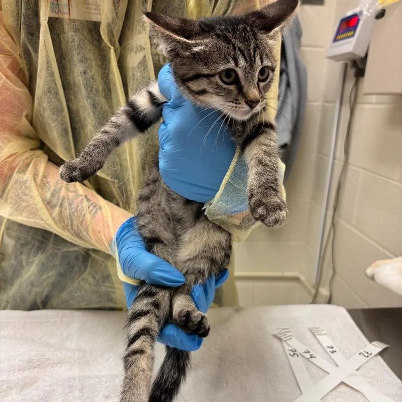 A baby small-sized female Domestic Short Hair cat named Heart for adoption in Murray, UT