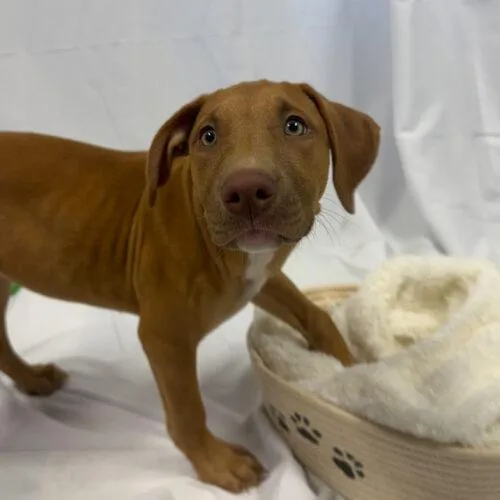 A baby small-sized female Red / Chestnut / Orange Pit Bull Terrier dog named Kyra for adoption in Kirksville, MO