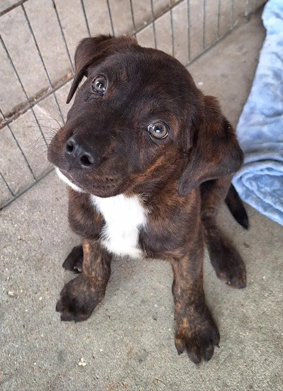 A baby large-sized male Labrador Retriever dog named Seinfeld for adoption in House Springs, MO