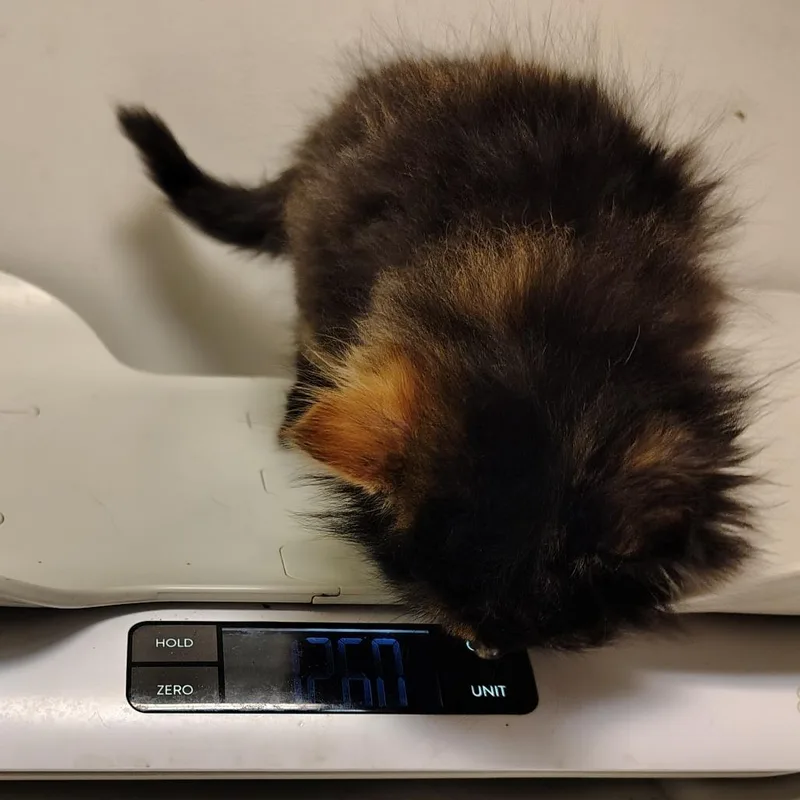A baby small-sized female Domestic Long Hair cat named Fruity Pebble for adoption in Coos Bay, OR