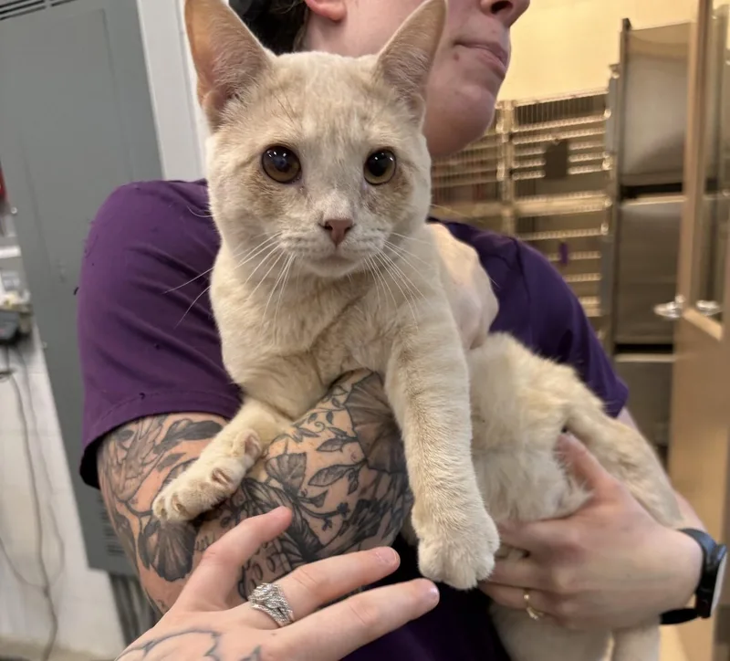 An adult large-sized male Buff / Tan / Fawn Domestic Short Hair cat named Sprout for adoption in Saint Charles, MO