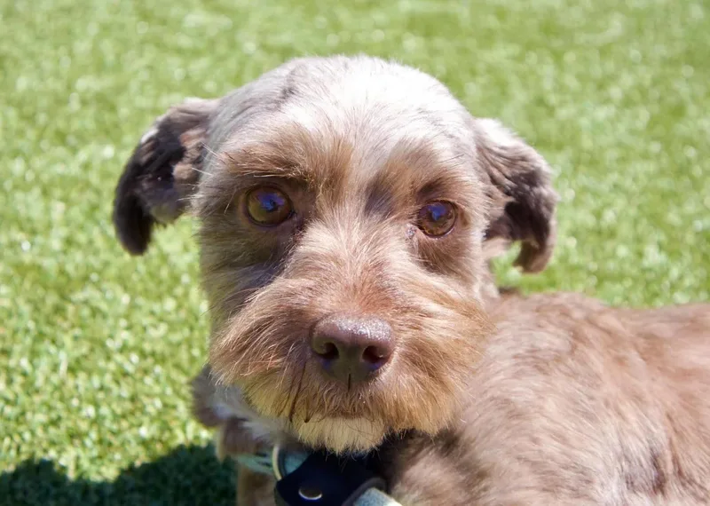 An adult small-sized female Schnoodle dog named Rosa for adoption in Godfrey, IL